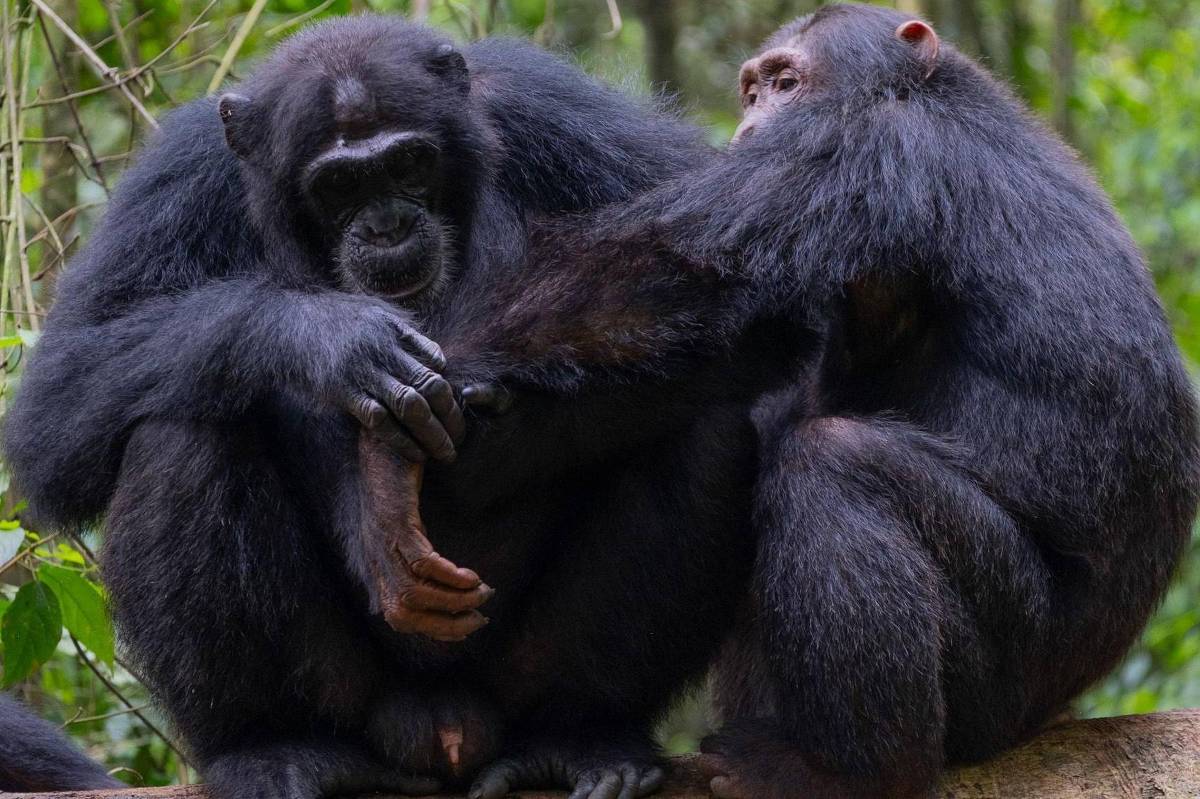 Chimpanzés selvagens são filmados usando 'primeiros socorros da floresta'