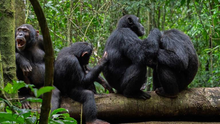 Chimpanzés são filmados usando 'primeiros socorros'