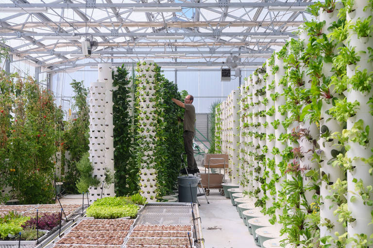 Fazendas verticais ganham espaço nos EUA como solução para mudanças climáticas