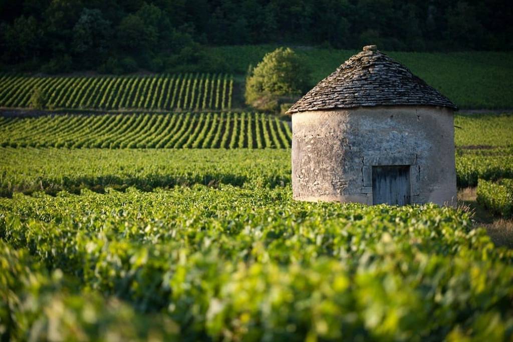 Borgonha, os vinhos mais cobiçados do mundo