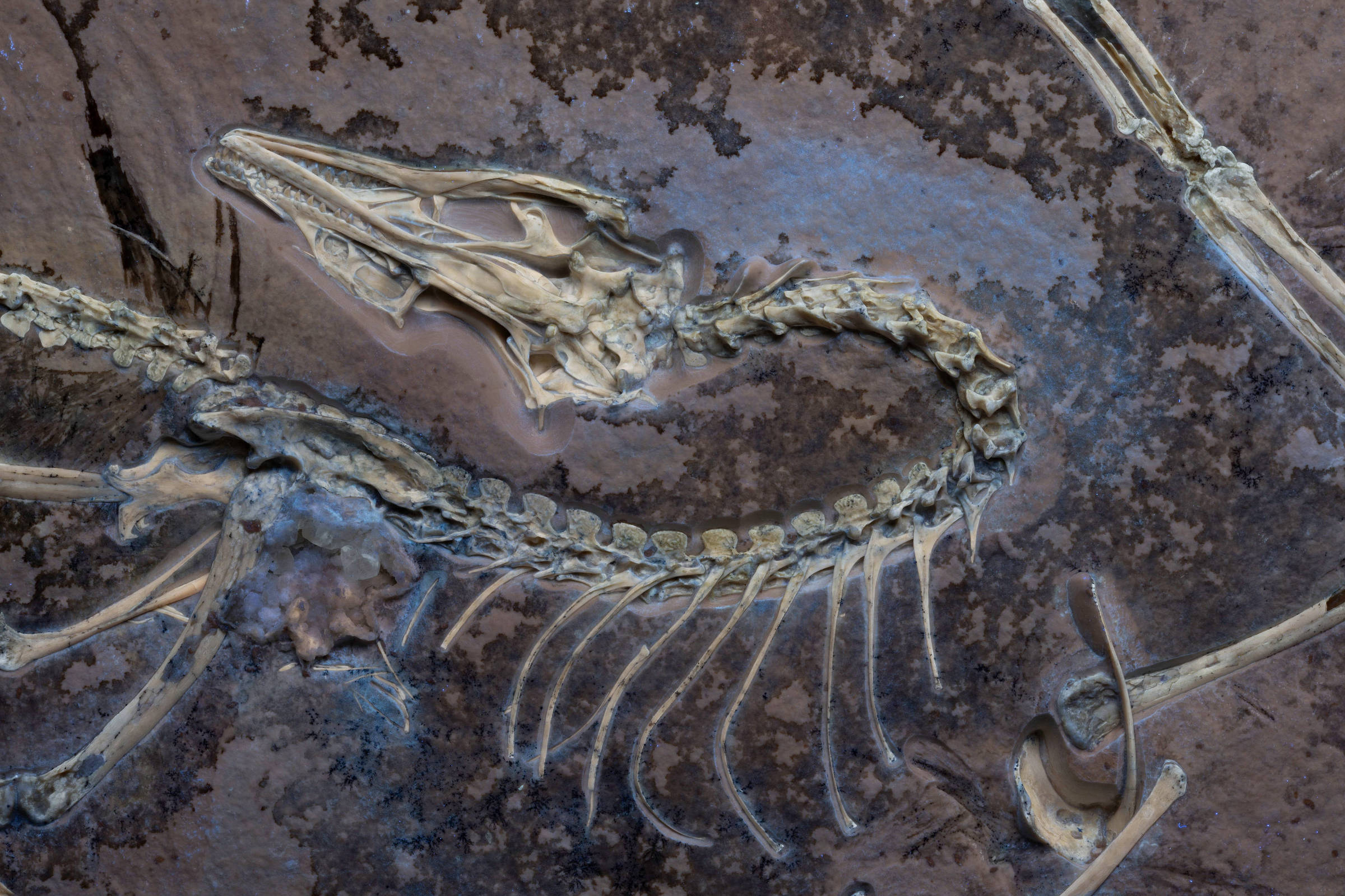 Dinossauro peça-chave da teoria da evolução voaria como uma galinha