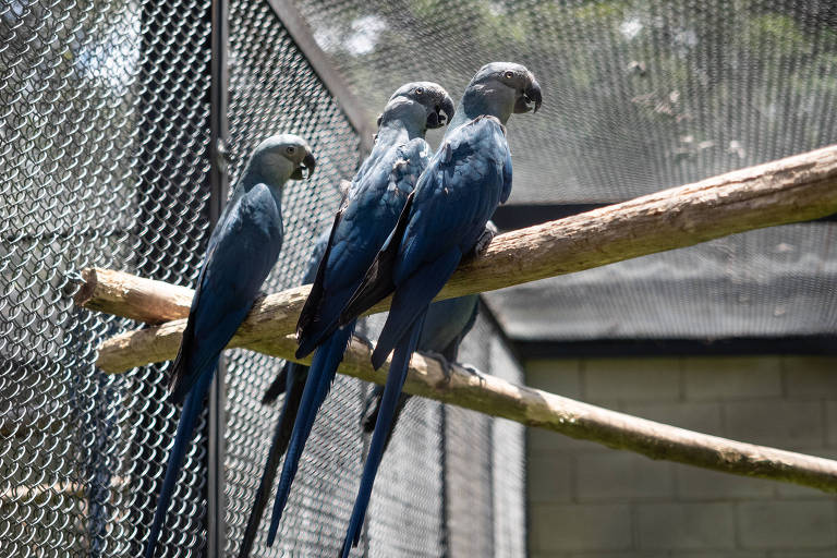 ONG alemã que opera no Brasil faz transações milionárias com uma das aves mais raras do mundo
