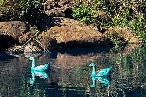 Birds coloured blue swim in a creek affected by a dye spill, in Jundiai, Brazil May 15, 2025. REUTERS/Lais Morais     TPX IMAGES OF THE DAY ORG XMIT: GGGAMX01