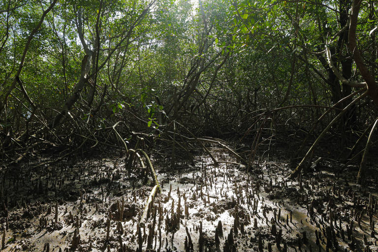 Cientistas fazem mapeamento genético para recuperar mangues amazônicos