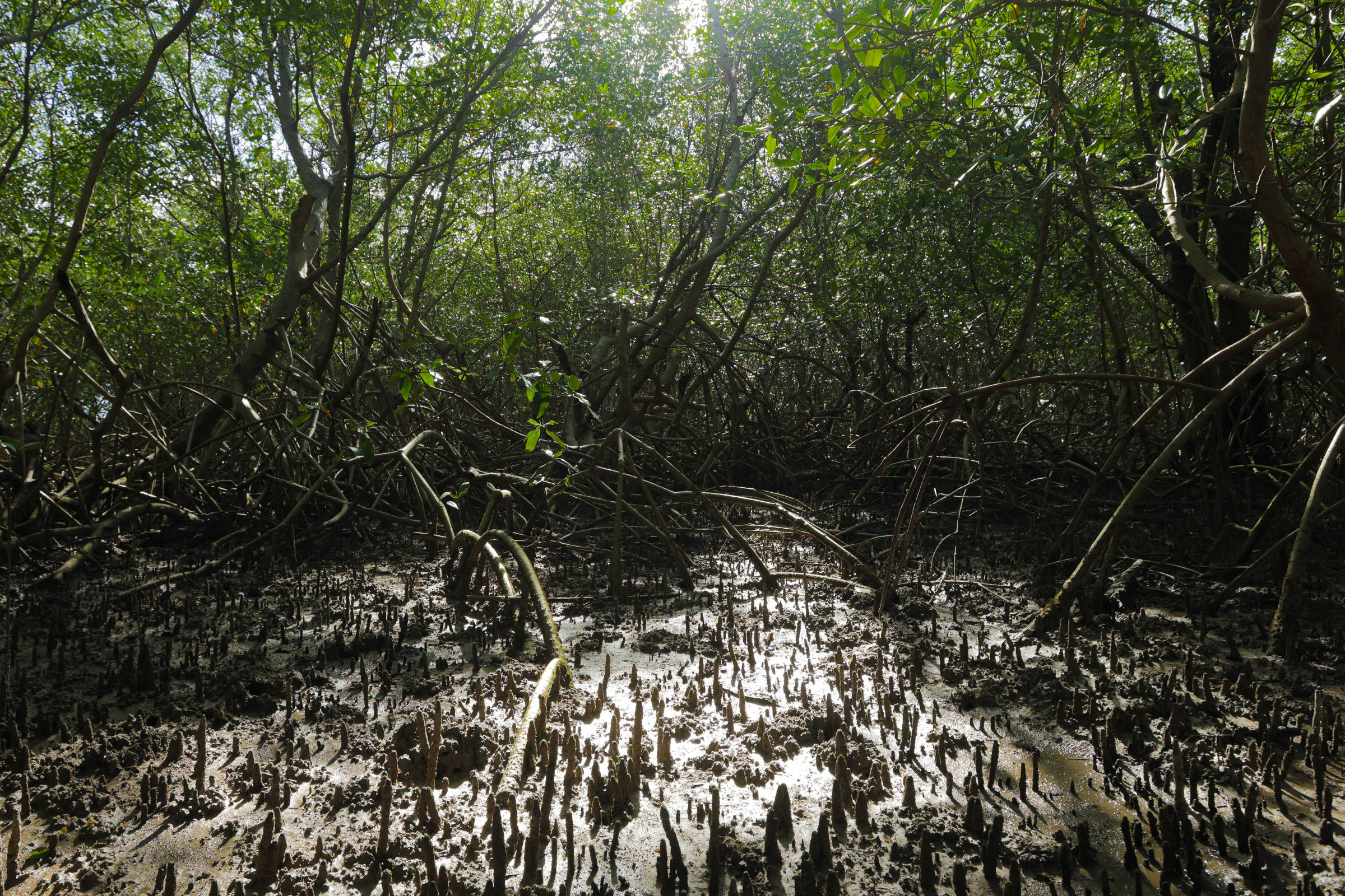 Cientistas fazem mapeamento genético para recuperar mangues amazônicos