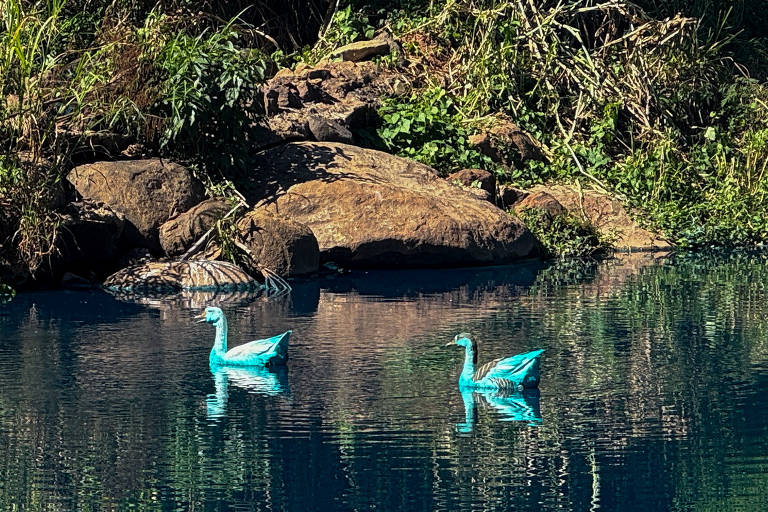 A imagem mostra dois cisnes de plástico de cor azul flutuando em uma lagoa tranquila. Ao fundo, há pedras e vegetação ao redor da água, refletindo a luz do sol. A superfície da água é calma, refletindo a imagem dos cisnes e da vegetação.
