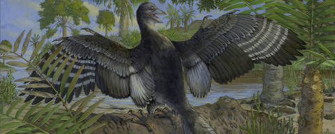 In an image provided by the Field Museum, A life reconstruction of Archaeopteryx. New insights into the flying capabilities of a nonbird dinosaur were drawn from an unusually well-preserved specimen known as the Chicago Archaeopteryx. (Michael Rothman via The New York Times) Ñ NO SALES; FOR EDITORIAL USE ONLY WITH STORY FEATHERED DINOSAUR by ELBEIN of MAY 14, 2025. ALL OTHER USE PROHIBITED. Ñ ORG XMIT: XNYT0853 DIREITOS RESERVADOS. NÃO PUBLICAR SEM AUTORIZAÇÃO DO DETENTOR DOS DIREITOS AUTORAIS E DE IMAGEM