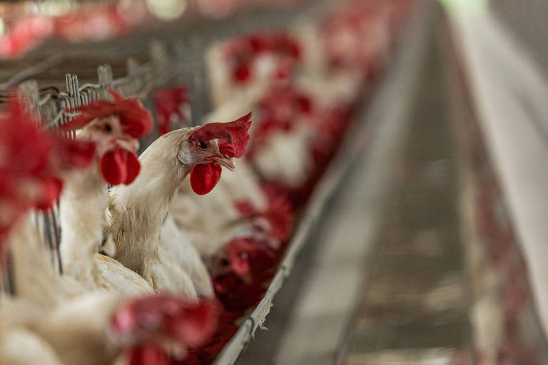 Ações do setor agropecuário caem na Bolsa após confirmação do 1° caso de gripe aviária