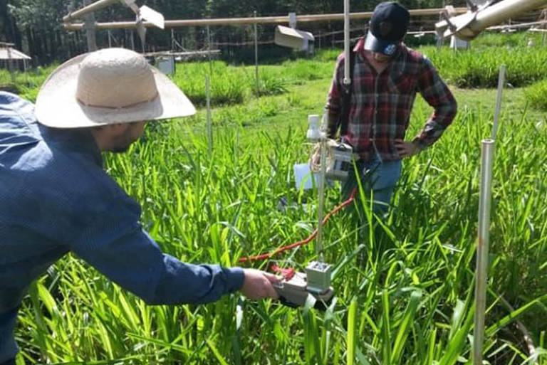 A imagem mostra duas pessoas trabalhando em um campo de grama alta. Uma delas, usando um chapéu de palha, está segurando um equipamento que parece ser um medidor ou sensor, enquanto a outra pessoa, vestindo uma camisa xadrez e um boné, observa. Ao fundo, há estruturas de suporte e mais vegetação.