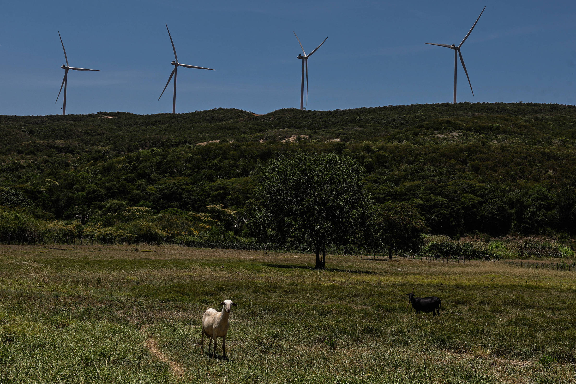 Seminário da Folha discute transição energética e mercado de carbono