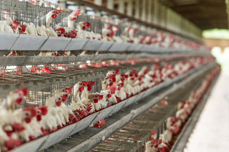 Exportações de ovos para os Estados Unidos crescem 996% em 2025