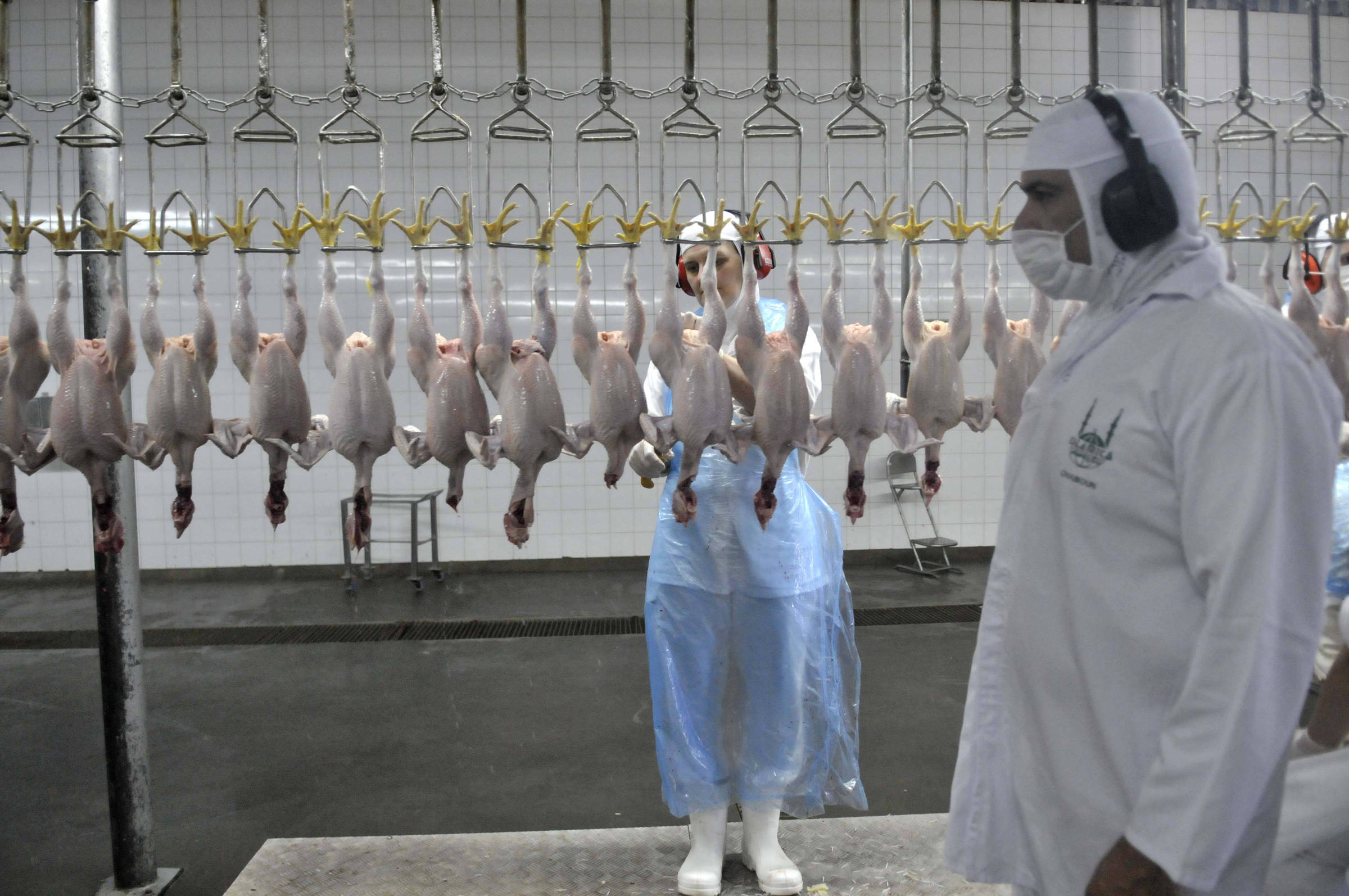China é o maior comprador de carne de frango do Brasil, seguida por Emirados Árabes
