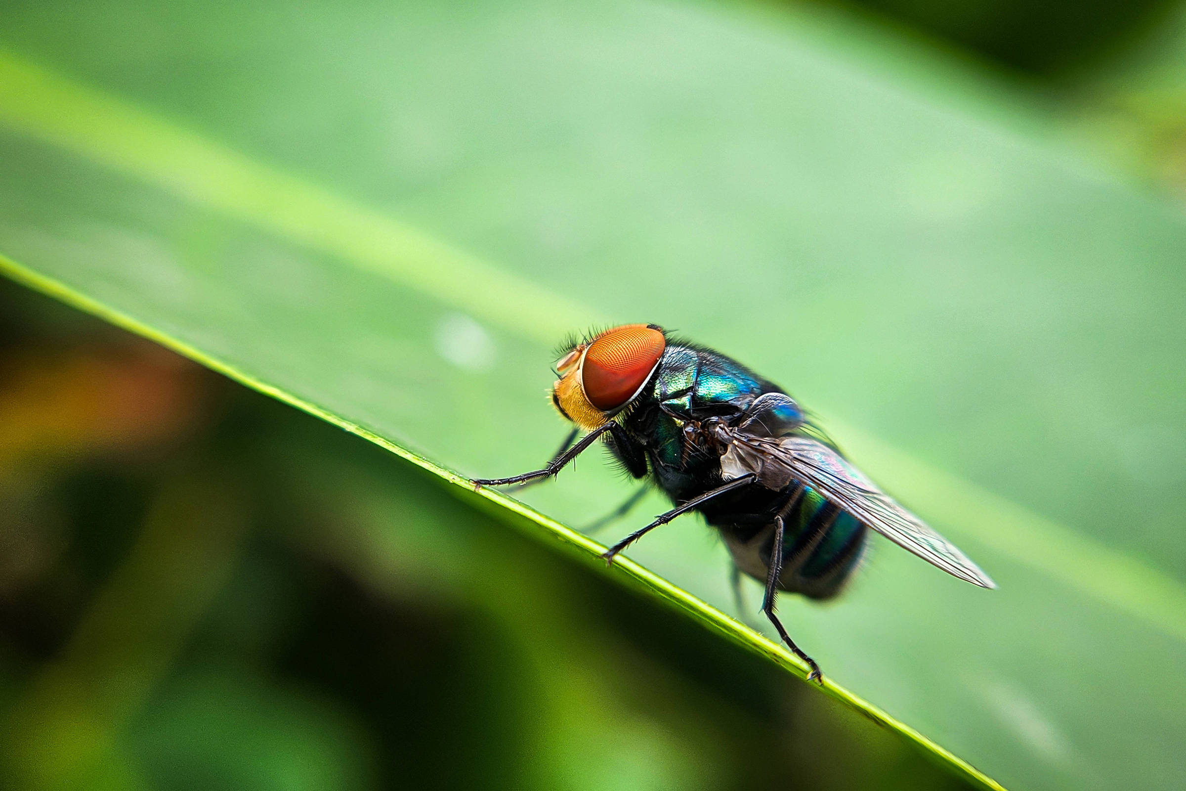 A bioética da extinção proposital de espécies
