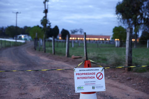 Uruguai e Chile suspendem importação de frango brasileiro após caso de gripe aviária