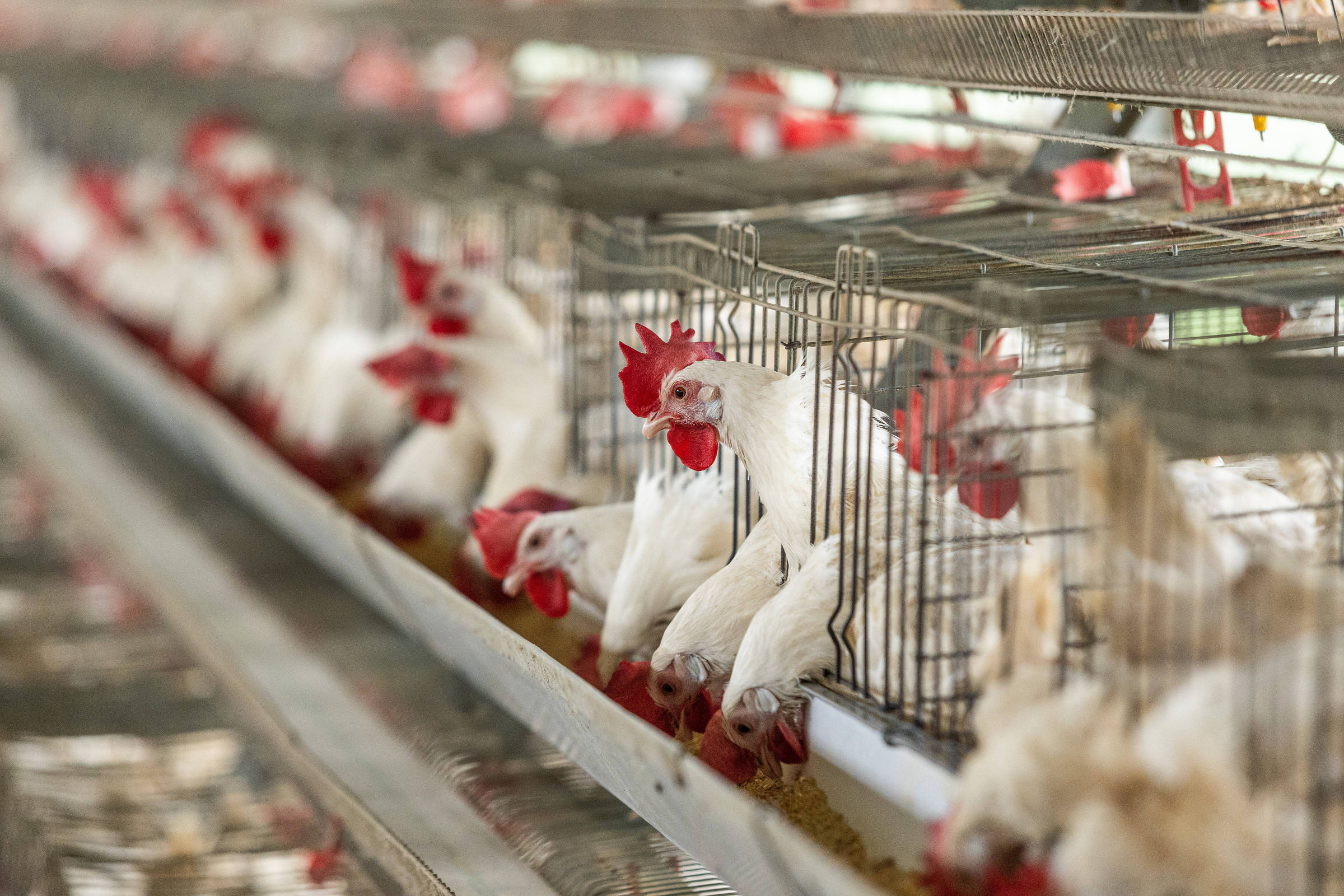 Gripe aviária em granja no Sul do Brasil marca nova etapa do vírus, diz FAO