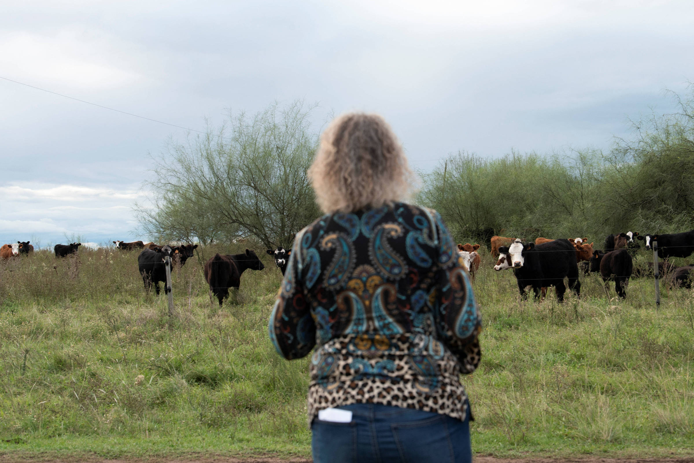 'Vacas fantasmas' e fortuna desaparecida provocam escândalo financeiro no Uruguai