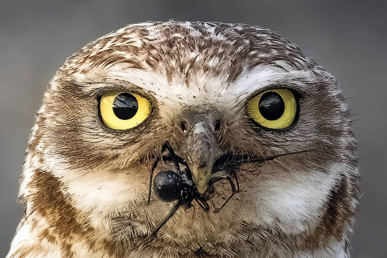 'Corujas são criaturas selvagens e pets terríveis', diz autora de livro sobre as aves