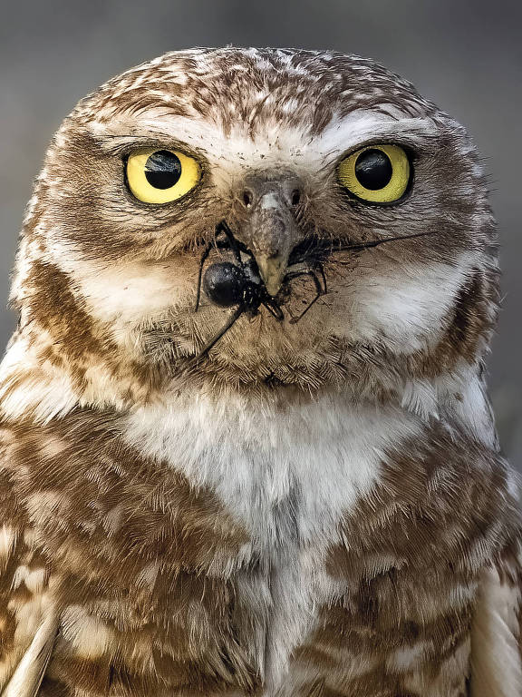 De afbeelding toont een uil met bruine en witte veren en grote, gele ogen. Ze kijkt recht in de camera en heeft een insect in haar snavel. De achtergrond is wazig, waardoor de uil beter zichtbaar is.