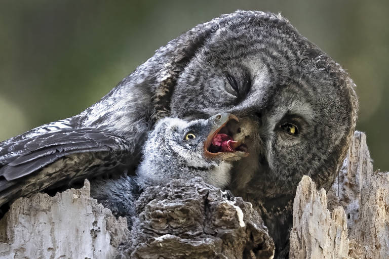 A imagem mostra uma coruja grande, com plumagem cinza e olhos amarelos, interagindo com seu filhote. O filhote, que é menor e tem penas mais fofas, está próximo à coruja adulta, recebendo alimento. Ambas estão posicionadas em um tronco de árvore, com um fundo desfocado que sugere um ambiente natural.