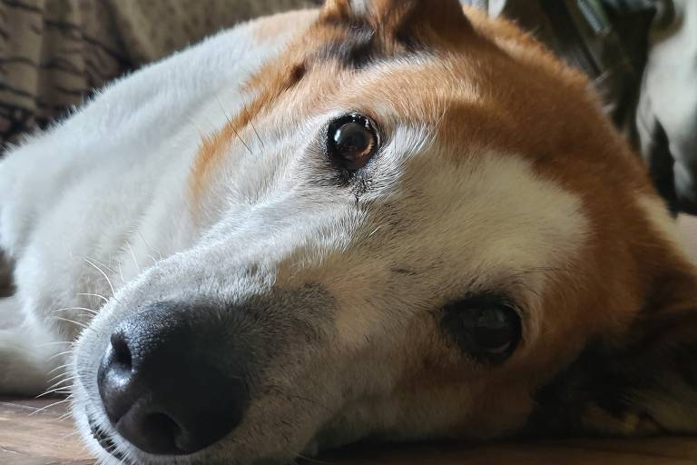 Um cachorro deitado em um chão de madeira, com a cabeça apoiada e olhando para a câmera. O animal tem pelagem branca com manchas marrons, e seus olhos são expressivos. Ao fundo, há um ambiente com um sofá e uma cortina.