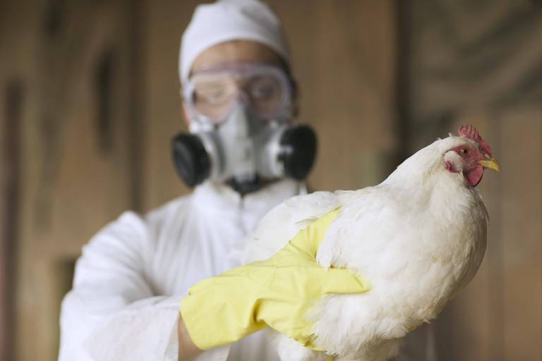 Gripe aviária: quais os sintomas em humanos e o risco de levar à morte