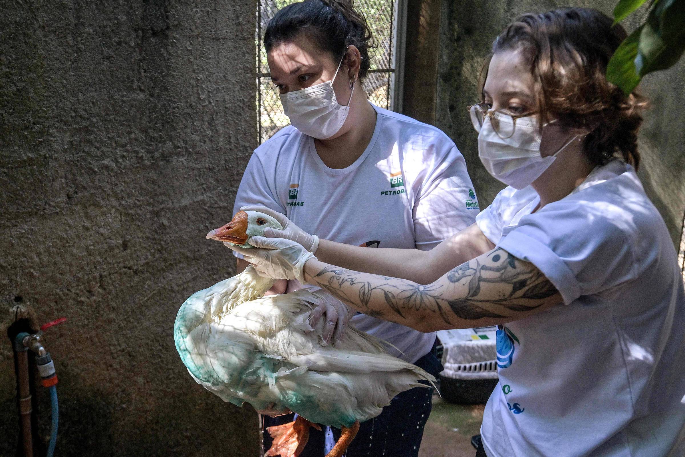 Banhos devolvem coloração natural a aves tingidas de azul após vazamento de corante em SP