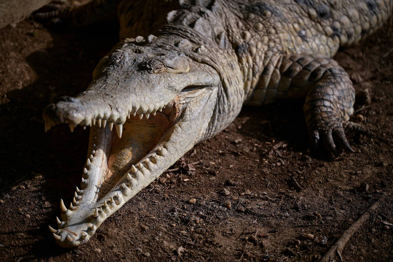 Na Venezuela, biólogos correm contra o tempo para salvar espécie de crocodilo ameaçada de extinção