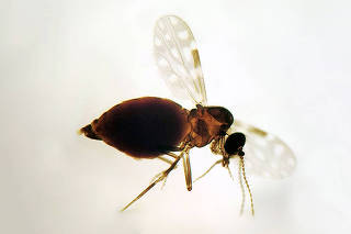Mosquito Culicoides paraensis