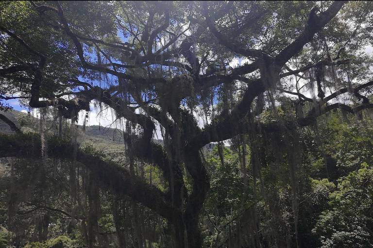 Pesquisadores encontram árvore mais alta da mata atlântica em reserva de Minas Gerais