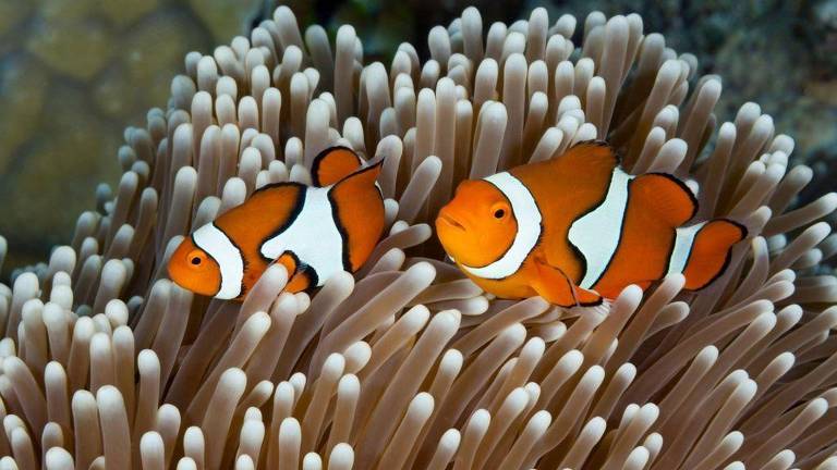 Peixes-palhaço menores emitem alerta sobre o calor dos oceanos