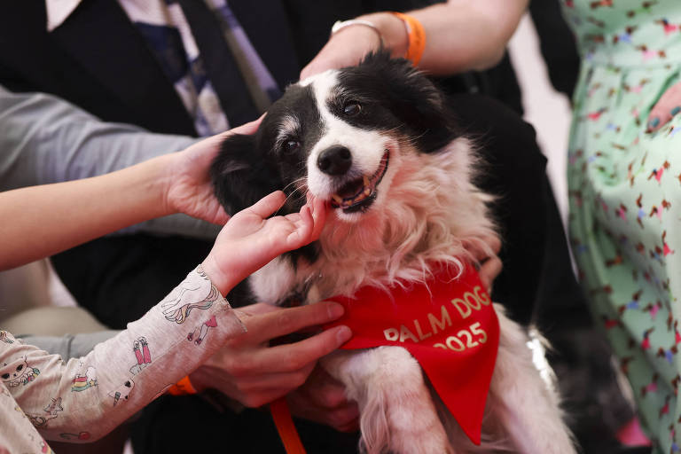 Cadela chamada Panda ganha prêmio Palm Dog em Cannes