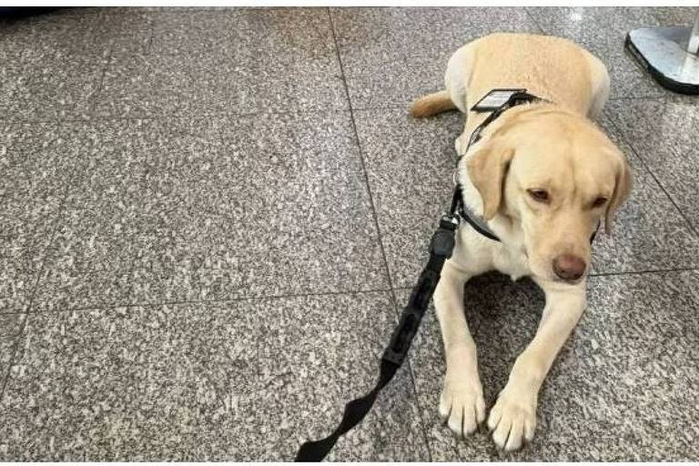 Treinador embarca com cão Teddy para Portugal, após disputa entre família e companhia aérea