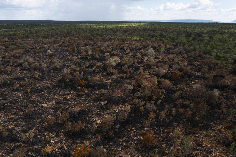 Queimadas em áreas desmatadas atingiram 20 milhões de hectares de mata nativa no cerrado, diz estudo
