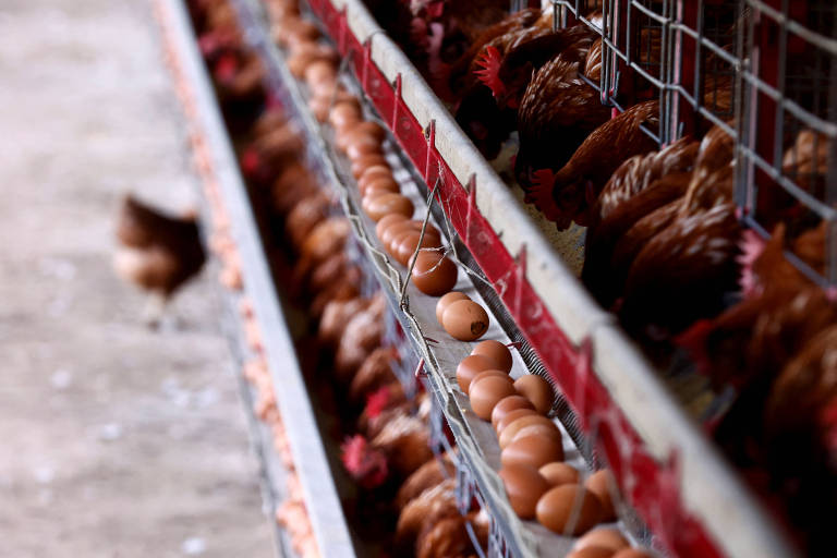 Exportação de frango do Brasil cai 1,5% após caso de gripe aviária