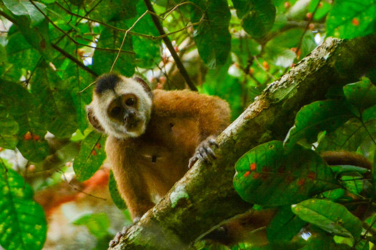 Macaca atropelada vira referência em projeto que mapeia DNA de espécies em risco de extinção