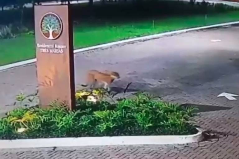 Onça-parda é flagrada em condomínio de Peruíbe, no litoral de SP