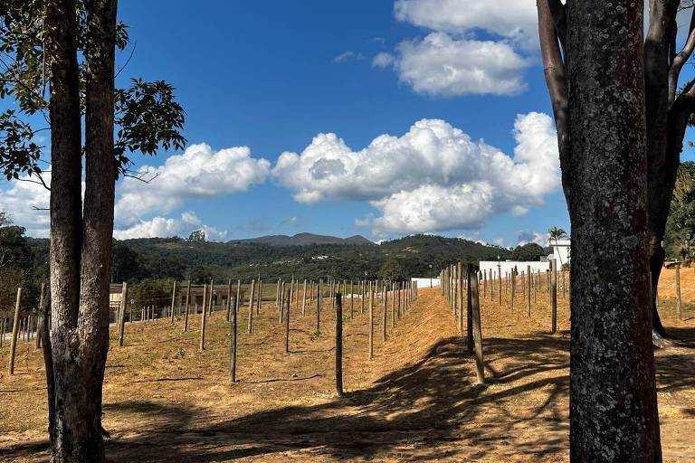 La imagen muestra un paisaje de viñedos con hileras de vides en tierra firme. Al fondo, hay montañas y un cielo azul con nubes blancas. A los lados de la imagen, en primer plano, se ven árboles enmarcando la escena.