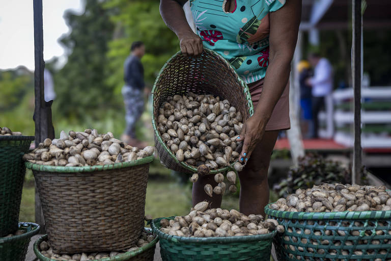 Mulheres extrativistas encontram força e autonomia financeira em frutos da amazônia
