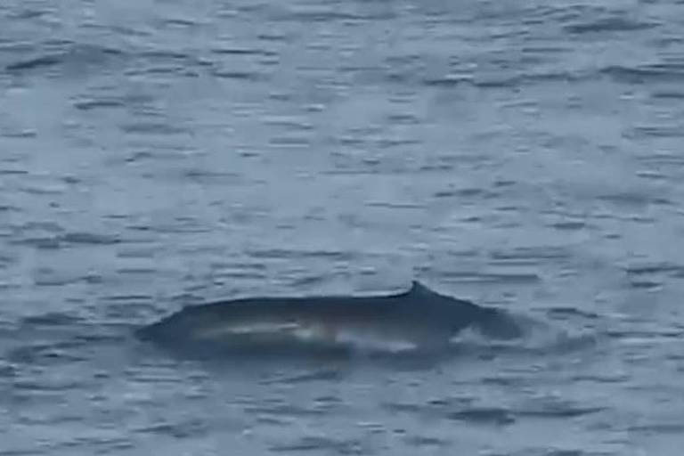 Ilhabela, no litoral norte de SP, tem registro inédito de baleia-azul; veja vídeo