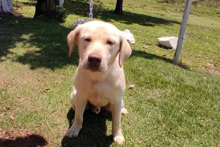 Cão impedido de viajar com criança autista será levado do Rio para Portugal por treinador