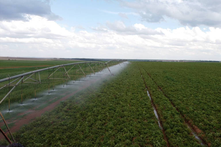 A imagem mostra um vasto campo agrícola com um sistema de irrigação em funcionamento. O campo é coberto por plantas verdes e saudáveis, e há um equipamento de irrigação que se estende ao longo do campo, com água sendo pulverizada sobre as plantas. O céu está parcialmente nublado, com nuvens brancas e um fundo azul claro. No horizonte, é possível ver uma linha de árvores ou vegetação.