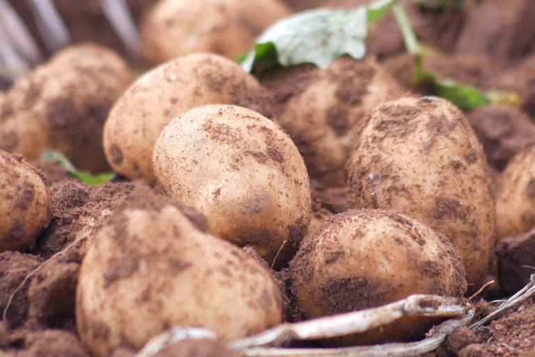 A imagem mostra várias batatas parcialmente enterradas no solo, cobertas de terra. Algumas folhas verdes estão visíveis ao fundo, indicando que as batatas foram recentemente colhidas. O foco está nas batatas, que têm uma coloração marrom clara e uma superfície irregular.