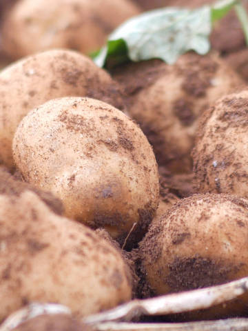 Colheita de batatas