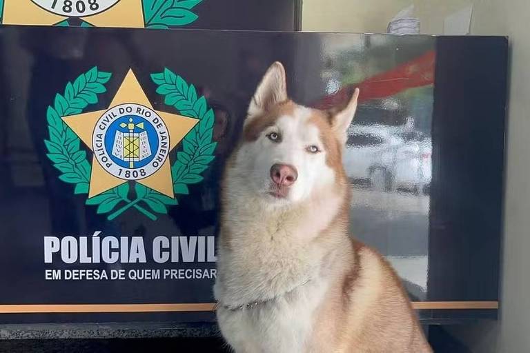 Polícia resgata husky siberiano durante operação para prender criminoso no RJ