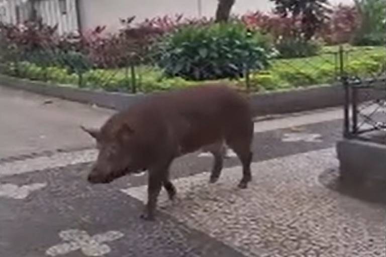 Porco é visto caminhando pelas ruas de Laranjeiras, na zona sul do Rio; veja vídeo