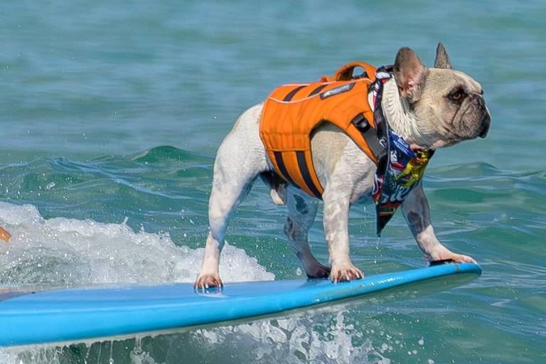 Um cachorro da raça bulldog francês está surfando em uma prancha de surf. O cachorro usa um colete salva-vidas laranja e um lenço colorido no pescoço. A prancha está parcialmente submersa na água, e há ondas ao redor. O fundo é composto por água azul clara.