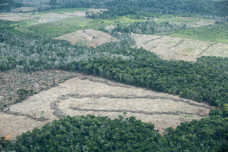 Novo licenciamento ambiental pode reduzir proteção de florestas mais preservadas da mata atlântica