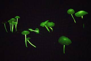 LIQUENS FLOURESCENTES E COGUMELOS BIOLUMINESCENTES