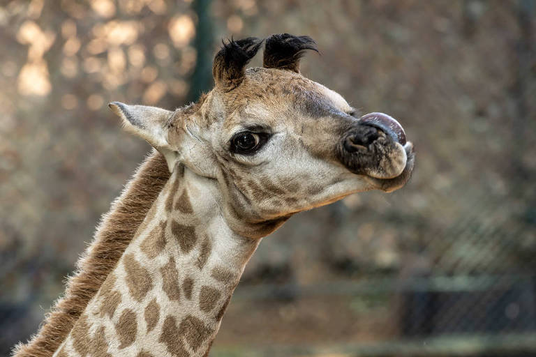 A imagem mostra uma girafa em close, destacando seu rosto e pescoço. A girafa tem um padrão de manchas marrons e brancas em sua pele, com orelhas pequenas e cabelos curtos no topo da cabeça. O fundo é desfocado, sugerindo um ambiente natural ou um zoológico.