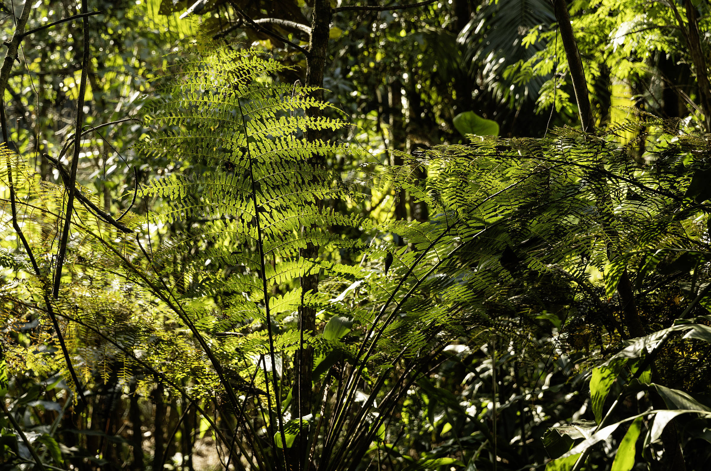 Projeto em Goiás oferece banhos de floresta a pacientes com sintomas de transtornos mentais